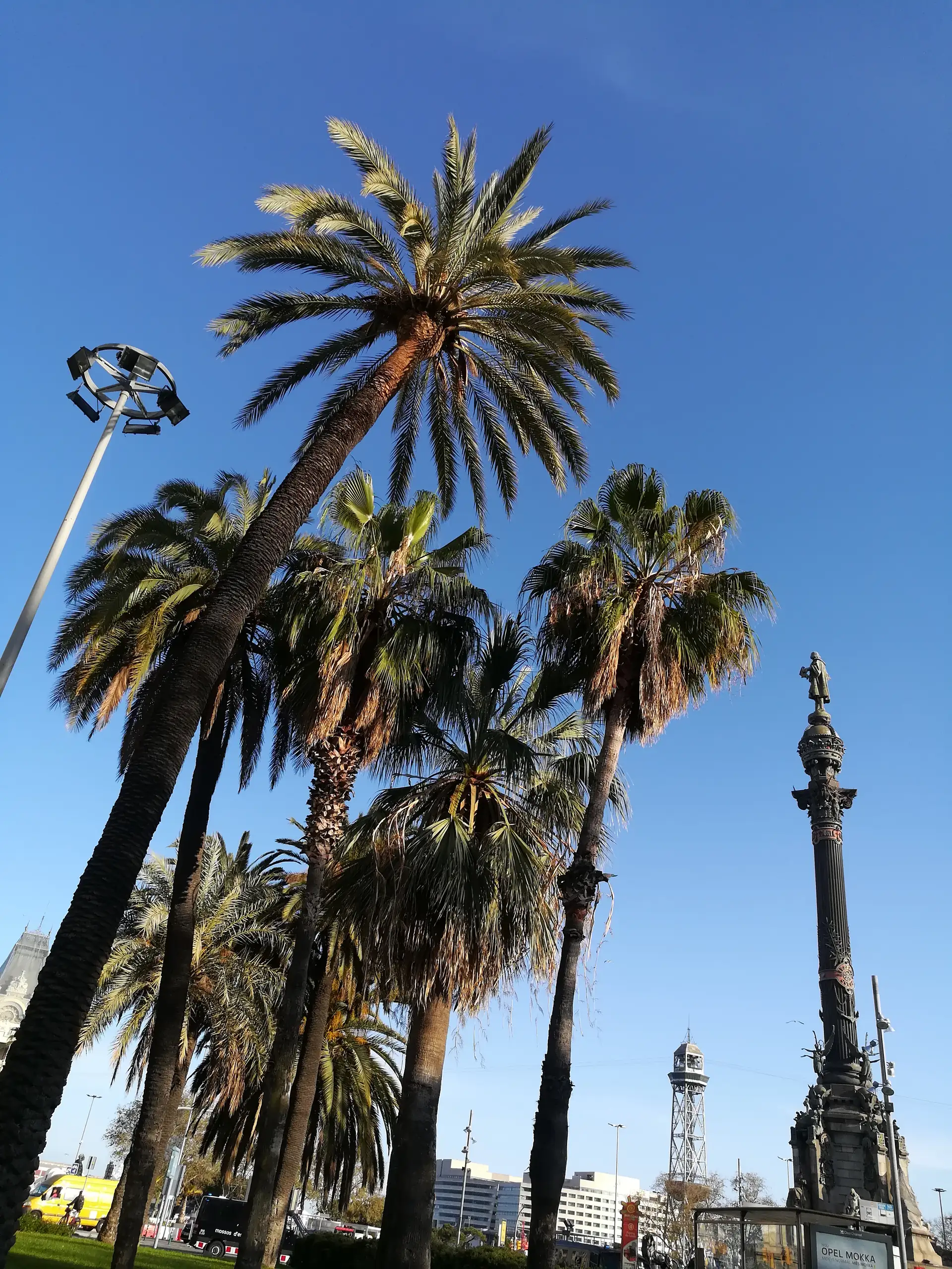 Palmeres a la plaça del Portal de la Pau amb el monument a Colom i la torre del telefèric
