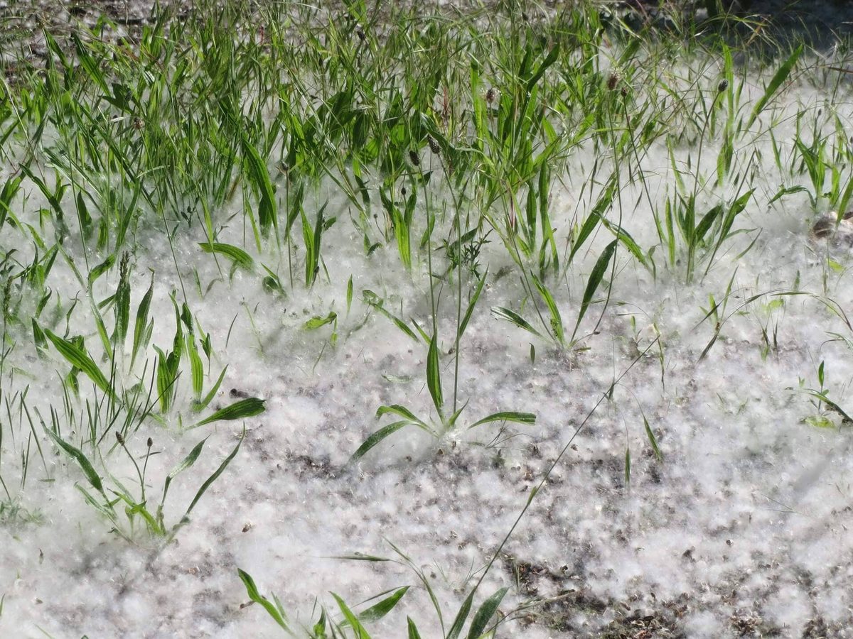 Catalunya afronta una primavera amb nivells elevats de pol·len per les pluges recents