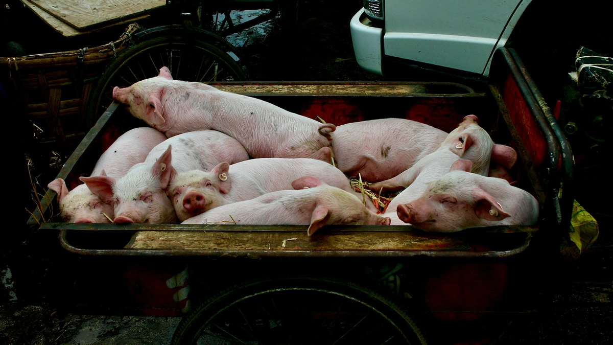 Detecten el primer cas de pesta porcina africana a l’àrea de Barcelona i tanquen l’accés al parc de Collserola